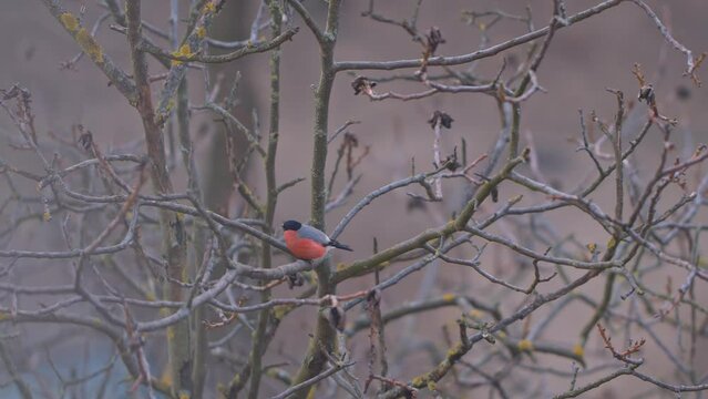 wildlife birds - bullfinch male jumps on walnut tree