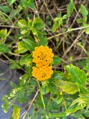 A small flower called lantana, growing in bloom in the weeds of a beautiful garden, makes those who see it feel serene.