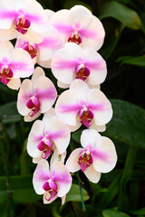 Beautiful pink white Phalaenopsis orchid blossom in ornamental garden, Spring and summer season