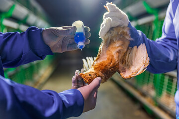 Disease prevention in chickens. Pullets vaccination in close farm, temperature and light control ,...