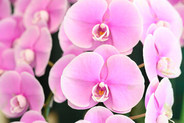 Fototapeta na wymiar Beautiful purple Phalaenopsis orchid blossom in ornamental garden, Spring and summer season