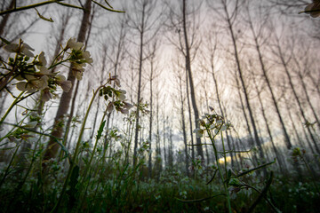 Bosque y flores