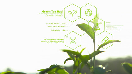 Tea leaves biochemistry structure analysis, futuristic IoT crop quality control and monitoring, smart farm infomation interface, digital science and agriculture research technology concept - 751308399