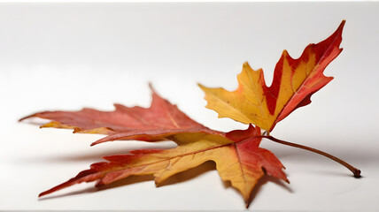An autumn leaf isolated in white background