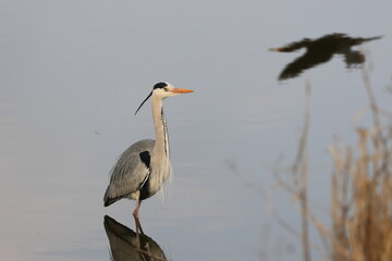 Grey Heron looking for prey