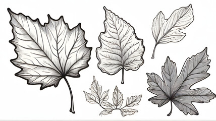 Hand drawn and coloring book style autumn leave collection isolated in white background