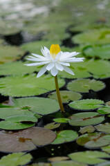 An Attractive Huge White Water Lily