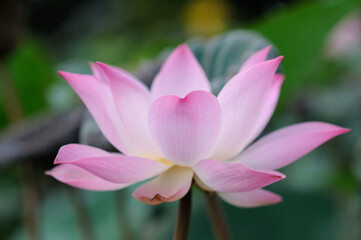 Fototapeta premium Side View of a Big Pink Lotus