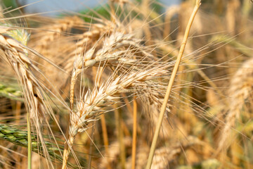 Wheat close up. Wheat field. Background of ripening ears of wheat.