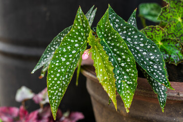 Fototapeta na wymiar Polka Dot Begonia (Begonia Maculata) Plant