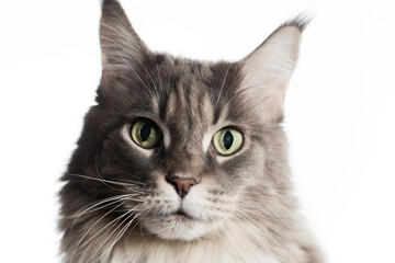 Close-up of the Maine Coon cat's face on a white background.