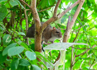 Ratte sitzt auf einem Ast vor Vogelhaus und sucht nach Nahrung 