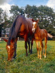 Horse with young foal in evening light. Eighties.