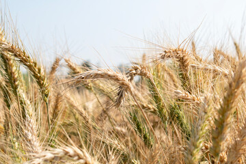 Fototapeta premium Wheat close up. Wheat field. Background of ripening ears of wheat.