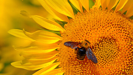 Bright yellow sunflowers and Great Carpenter Bee. Bee gathers honey. Closeup Sunflower with bee