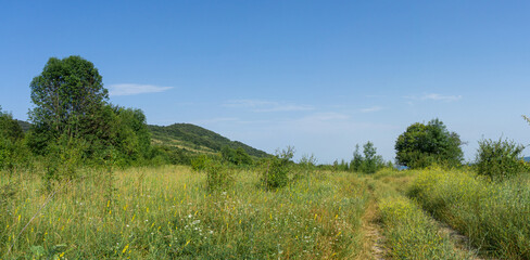 Obraz premium An earthen road in the grass passing through a field. Several trees on both sides. Tall grass with yellow flowers. Bright blue sky with clouds. Georgia.