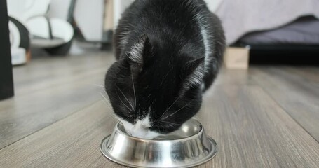 Cat happily licks the plate. Close-up. End of meal.