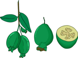 Feijoa sellowiana, pineapple guava, guavasteen colored hand drawn vector illustration. Tropical fruit logo design.	