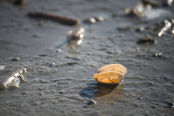 closeup of shell on the beach by sunny day - 751314140