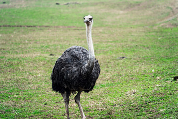 ostrich in the wild