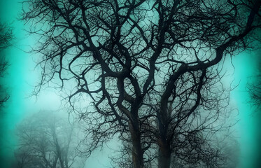 Tree with branches without leaves in the fog. Landscape. 