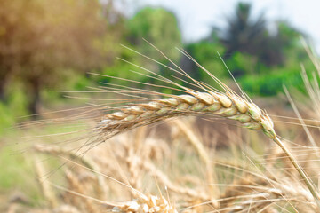 Wheat close up. Wheat field. Background of ripening ears of wheat.