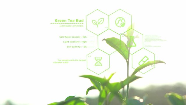 Tea leaves biochemistry structure analysis, futuristic IoT crop quality control and monitoring, smart farm infomation interface, digital science and agriculture research technology concept
