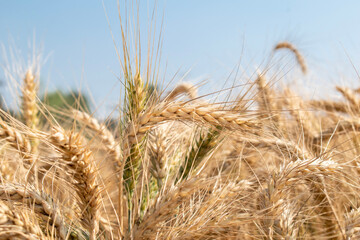 Wheat close up. Wheat field. Background of ripening ears of wheat.