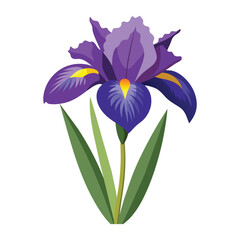 Iris Flower Illustration on White Background
