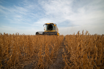Harvesting of soybean