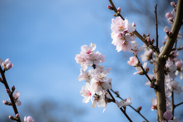 Branches of pink plum flowers blossom blooming on tree with blurry nature with blue sky in background during spring season 