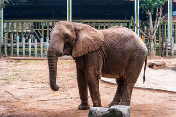 Fototapeta premium elephant in zoo