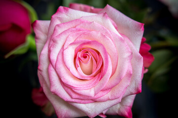 Beautiful pink rose close up