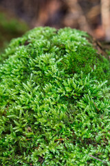 moss on tree trunk closeup selective focus
