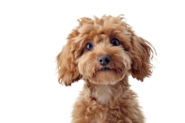 Cute fluffy portrait smile Puppy dog Poodle that looking at camera isolated on clear png background, funny moment, lovely dog, pet concept.