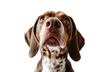Cute fluffy portrait smile Puppy dog German Shorthaired Pointer that looking at camera isolated on clear png background, funny moment, lovely dog, pet concept.