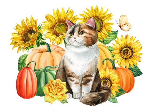 Watercolor cute cat and yellow flowers, sunflower orange pumpkin and butterflies isolated, Autumn postcard animal