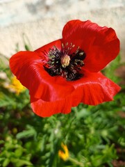 Ornamental red poppy flower