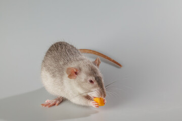 A gray-haired rat eats cheese. Rodent isolated on a gray background. Animal portrait for cutting and lettering