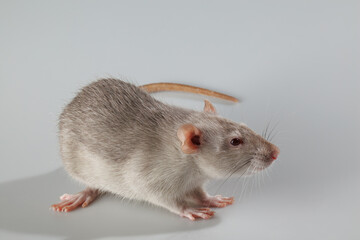 Rat with gray fur. Rodent isolated on a gray background. Animal portrait for cutting and lettering