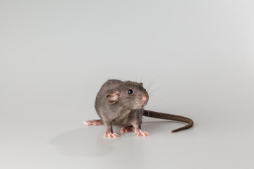 Rat with black fur. Rodent isolated on a gray background. Animal portrait for cutting and lettering
