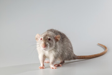 Rat with gray fur. Rodent isolated on a gray background. Animal portrait for cutting and lettering