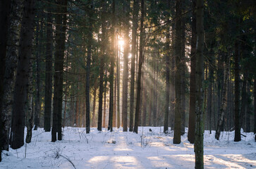 tree trunks in the forest and the sun at the end of winter