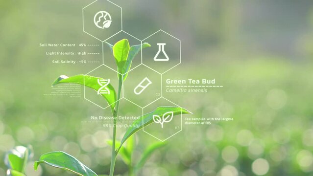 Tea leaves biochemistry structure analysis, futuristic IoT crop quality control and monitoring, smart farm infomation interface, digital science and agriculture research technology concept
