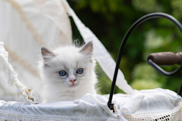 Ragdoll Kätzchen im Puppenwagen