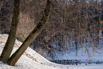 ducks in the water at the edge of the pond