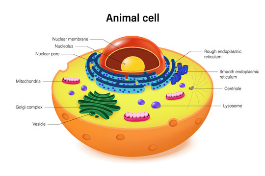 Animal cell structure with organelles. Anatomy of animal cell cross section. Cell biology.