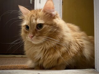 A ginger cat.