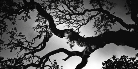 Beneath the Starlit Canopy, Shadowed Branches of a Tree Cast Against the Black and White Tones of the Vast Night Sky