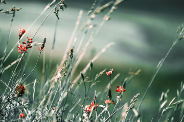 Flowers in a meadow